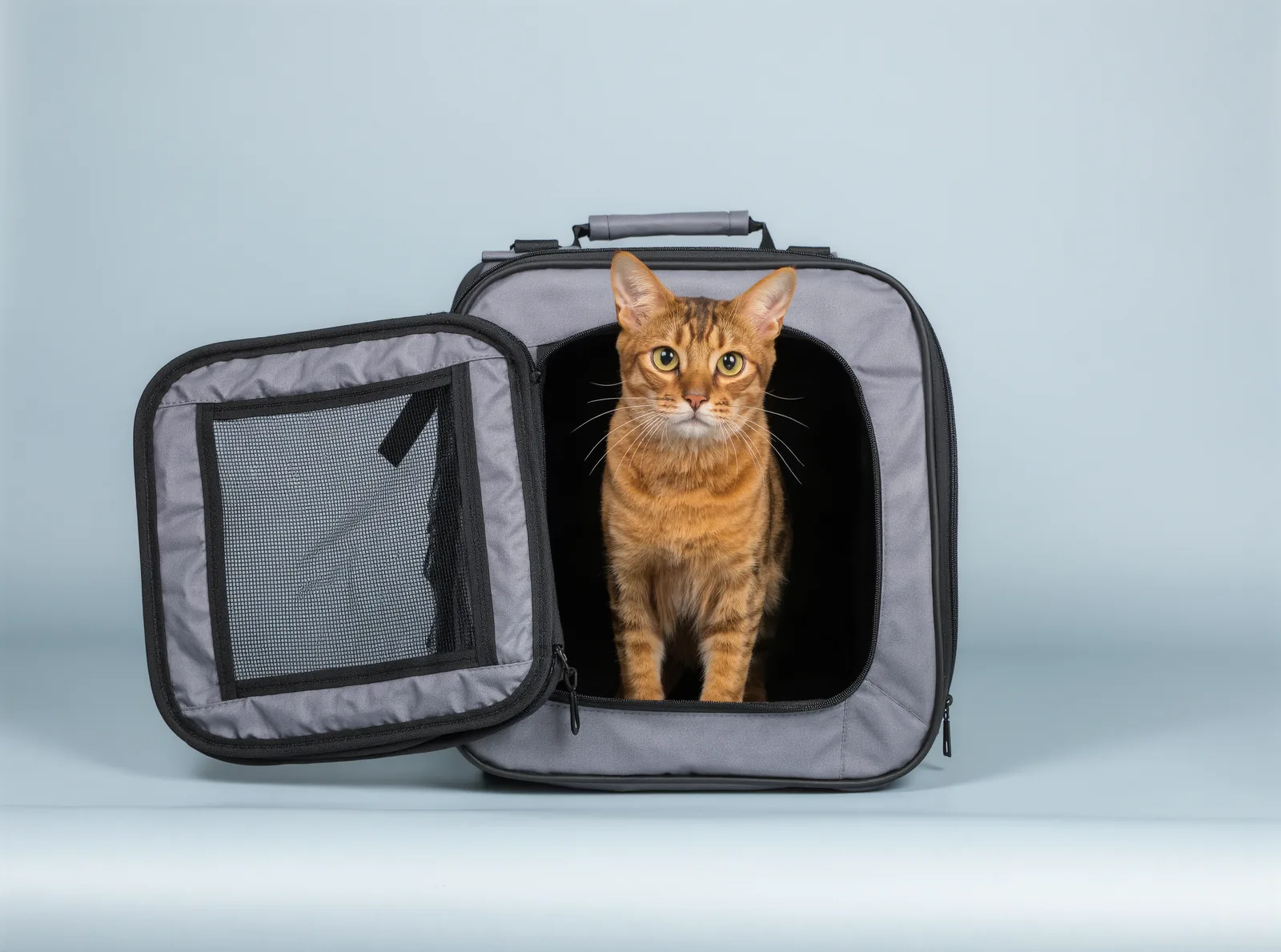 An orange tabby cat looking out of an open grey pet carrier against a pale blue background