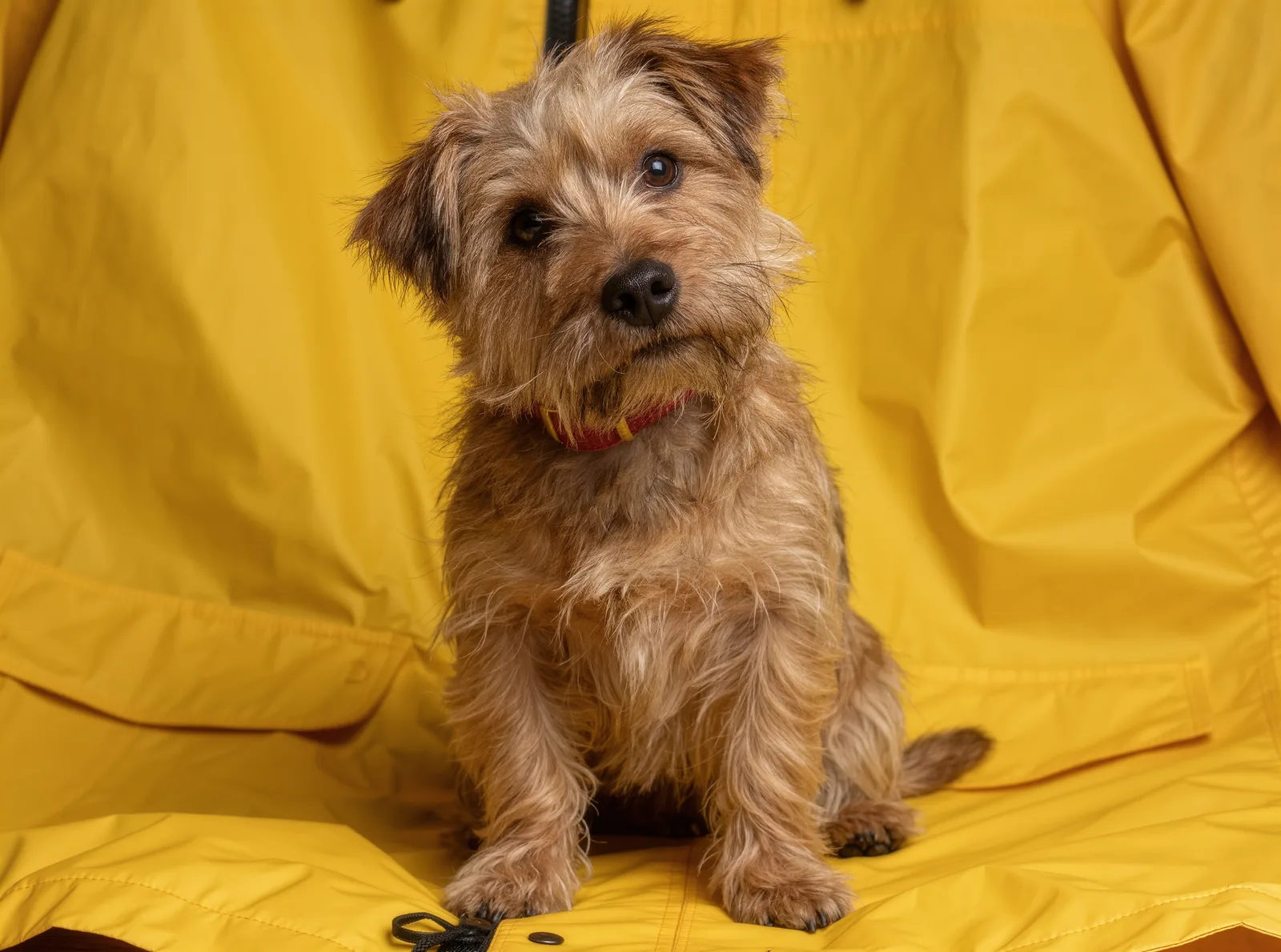 A scruffy terrier mix sitting against a bright yellow background, head tilted at the camera