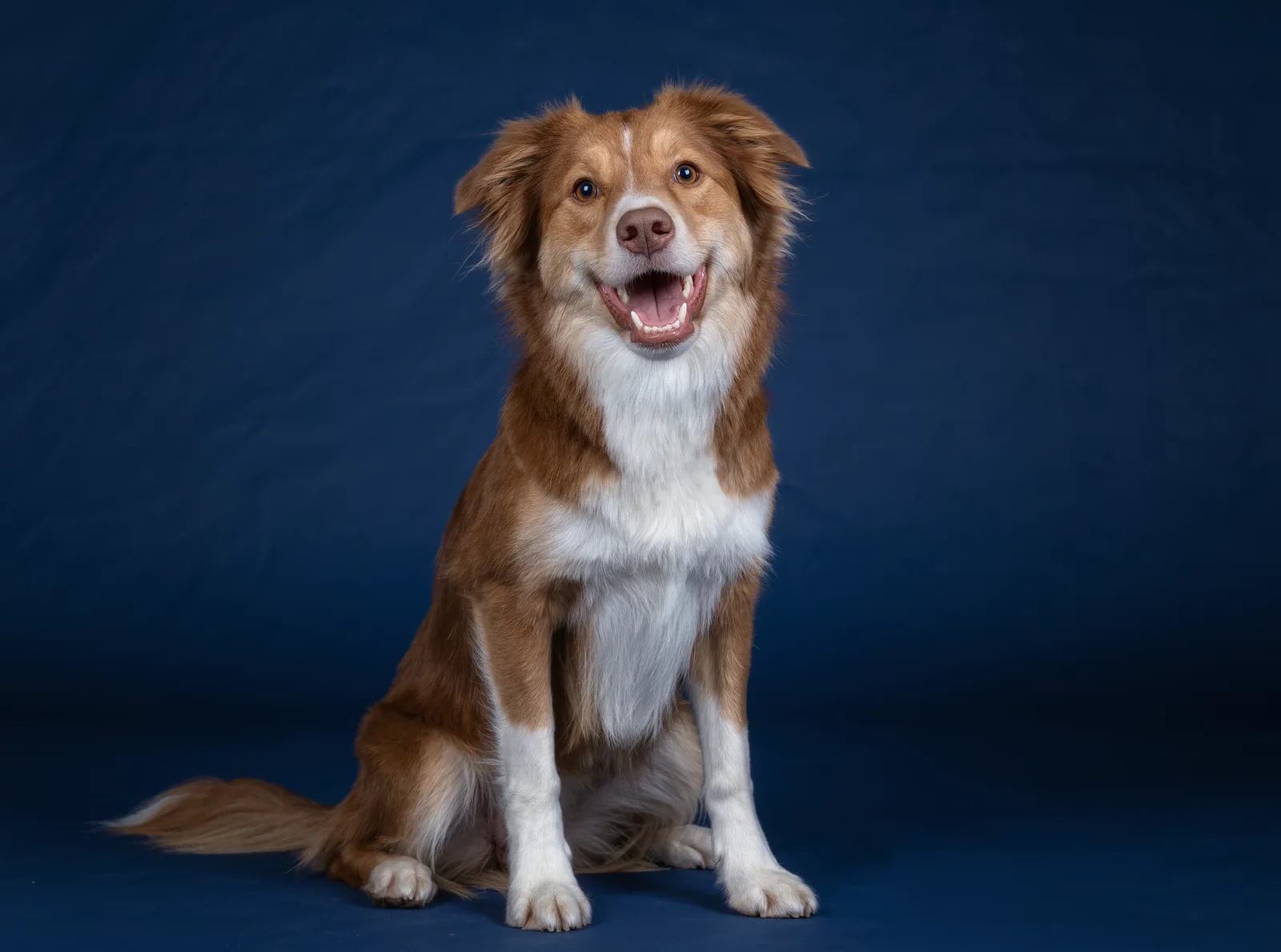A brown and white dog sitting against a navy blue background with its mouth open, showing clean white teeth