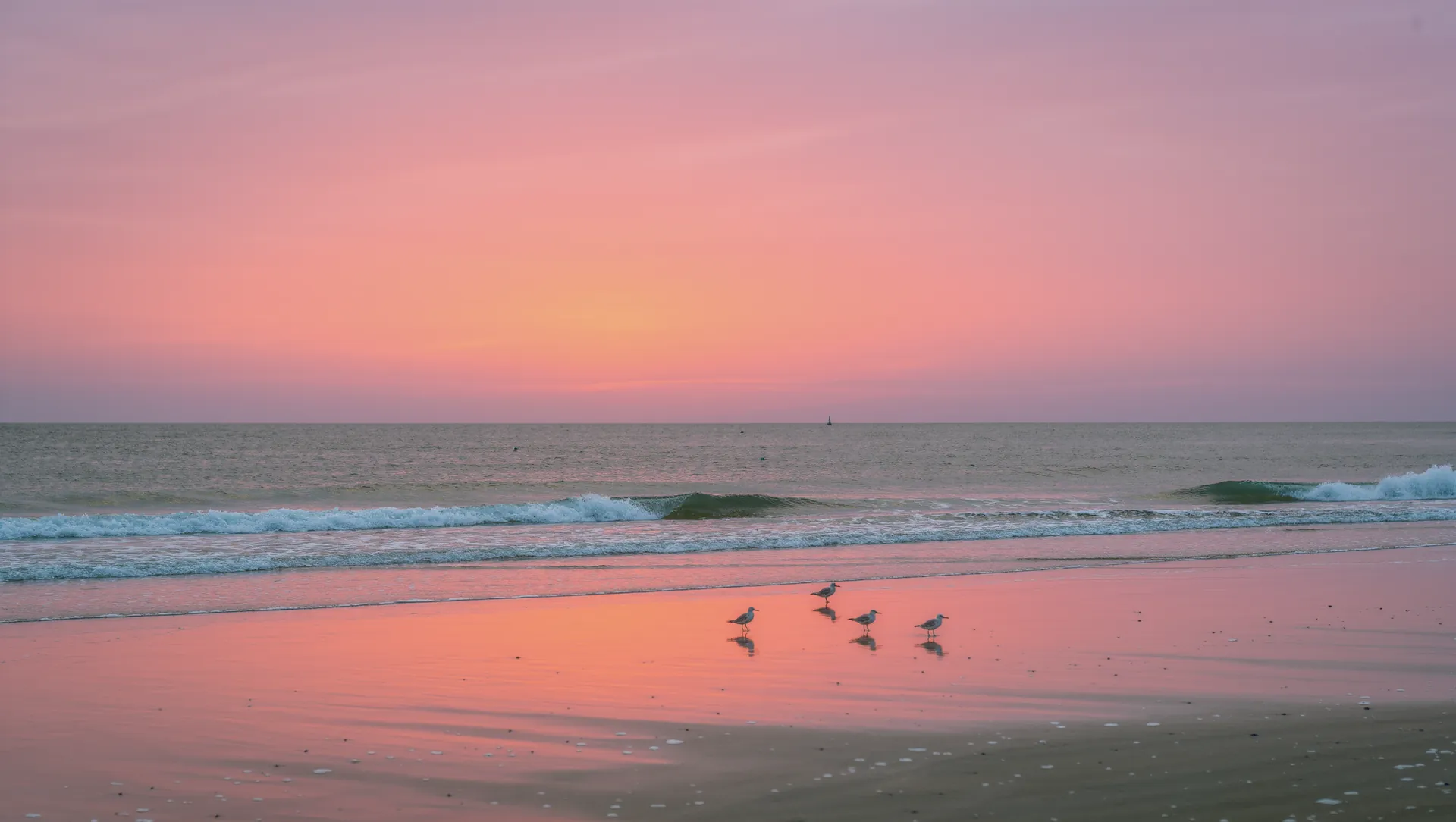 A wide Gulf beach at sunrise, with a pink and orange sky reflected in wet sand and shorebirds at the water line